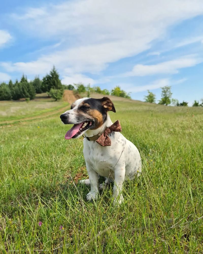 Jack Russell Terrier