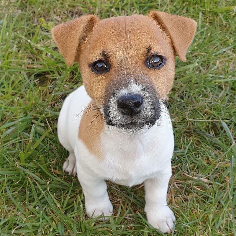 Jack Russell Terrier