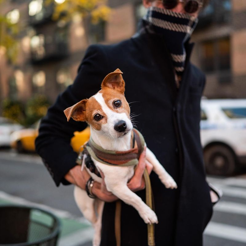 Jack Russell Terrier