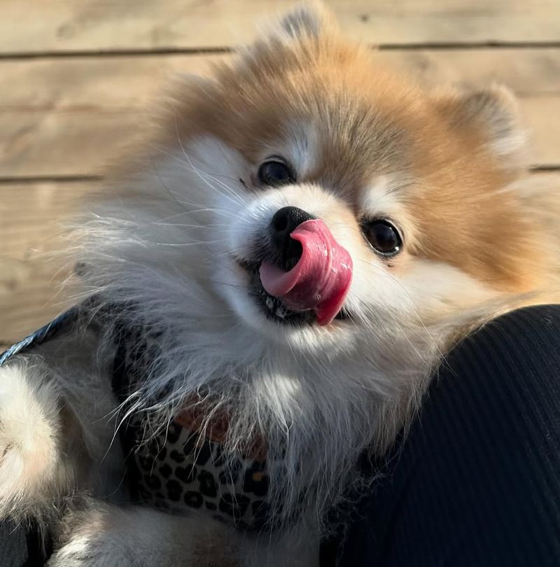 Pomeranian