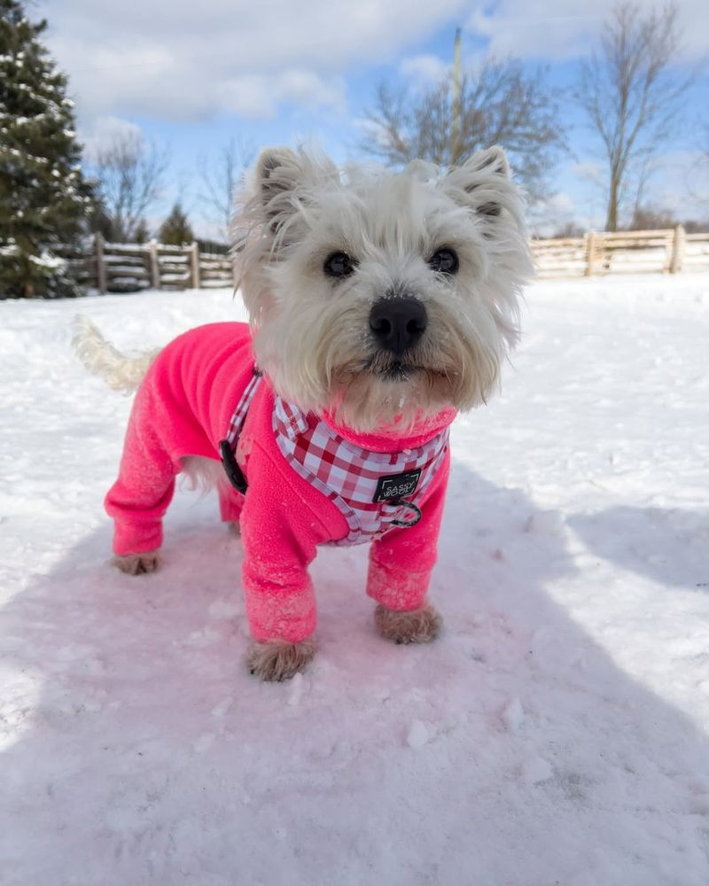 West Highland White Terrier