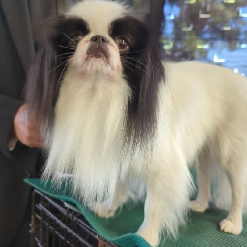 Japanese Chin