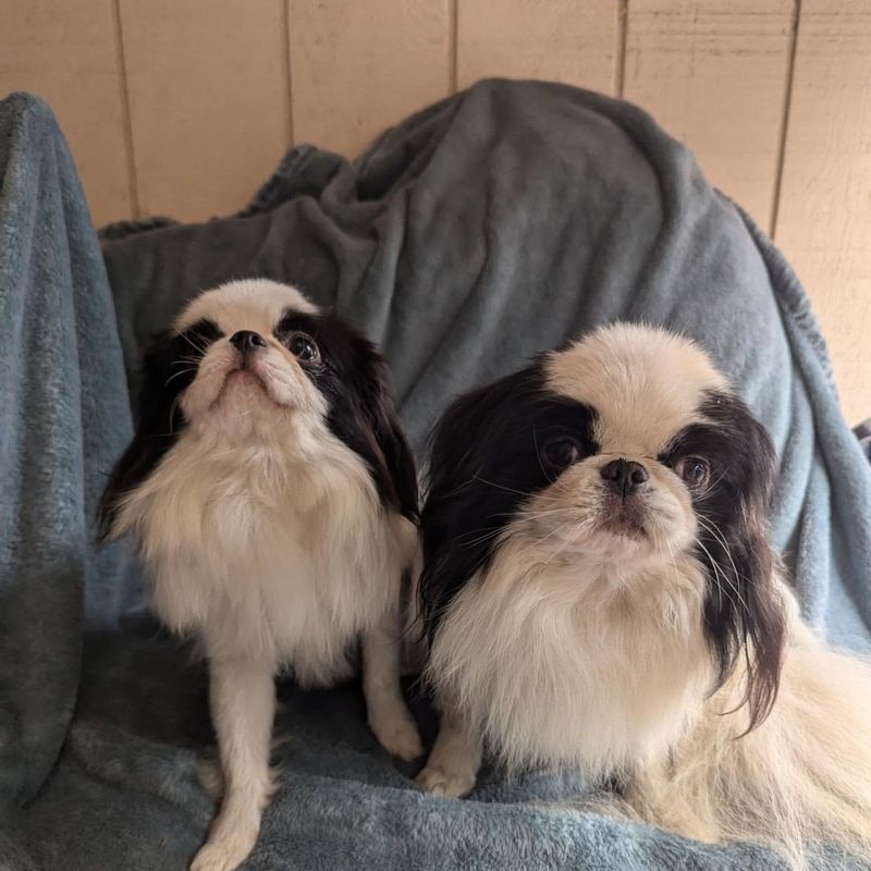 Japanese Chin