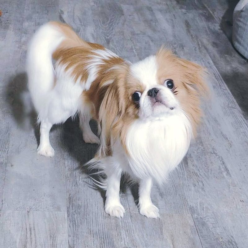 Japanese Chin