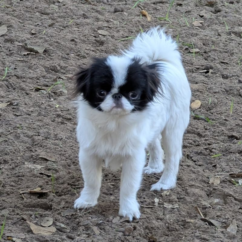 Japanese Chin