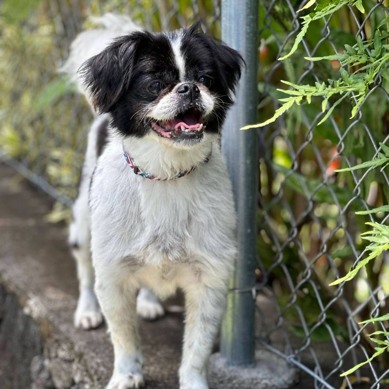 Japanese Chin