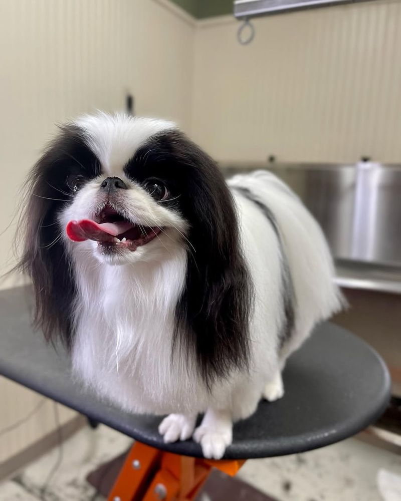 Japanese Chin