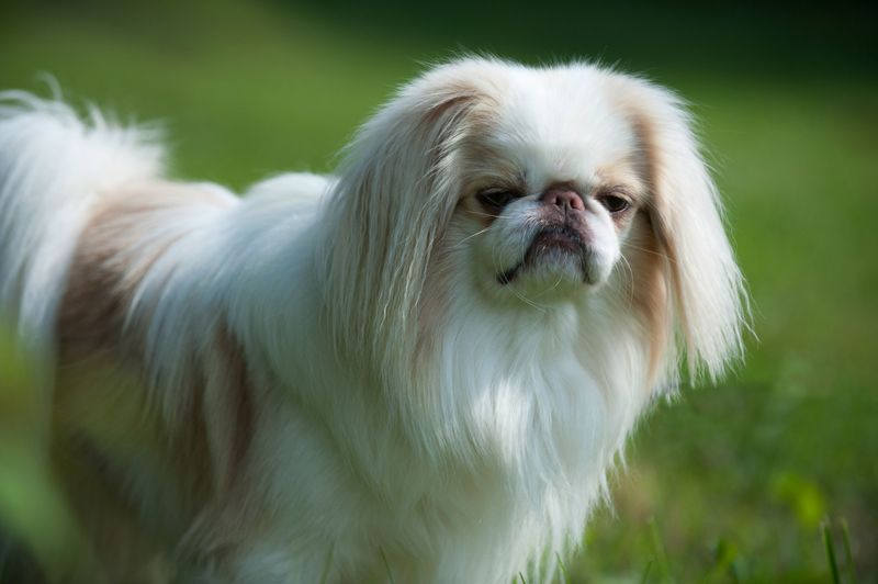 Japanese Chin