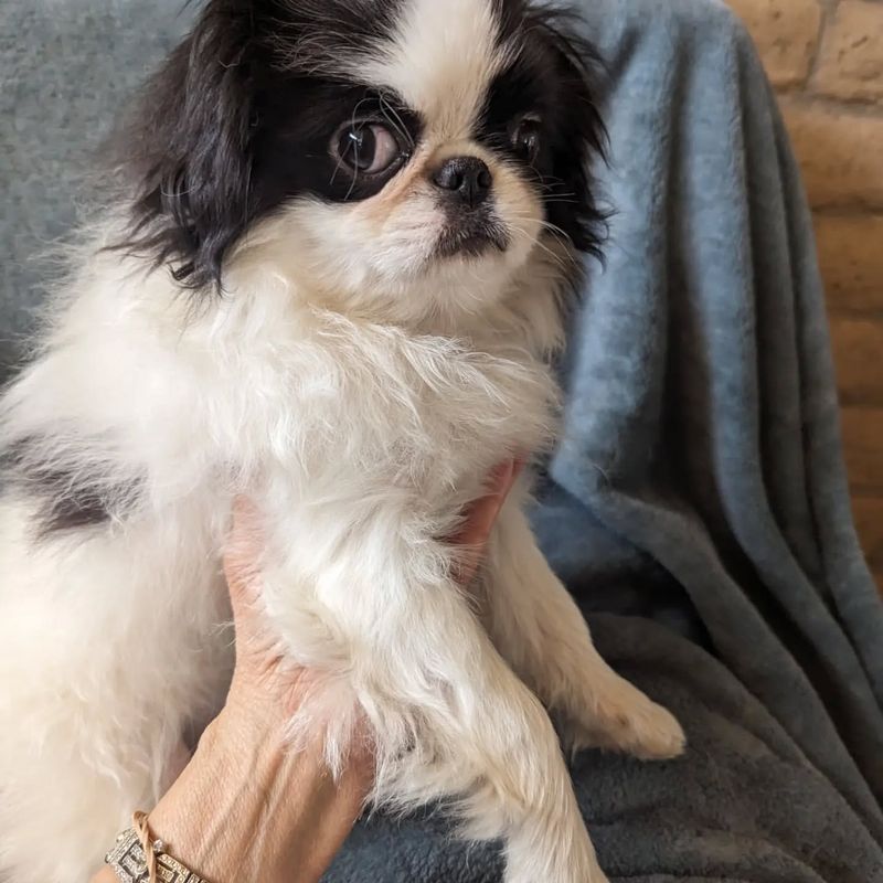 Japanese Chin