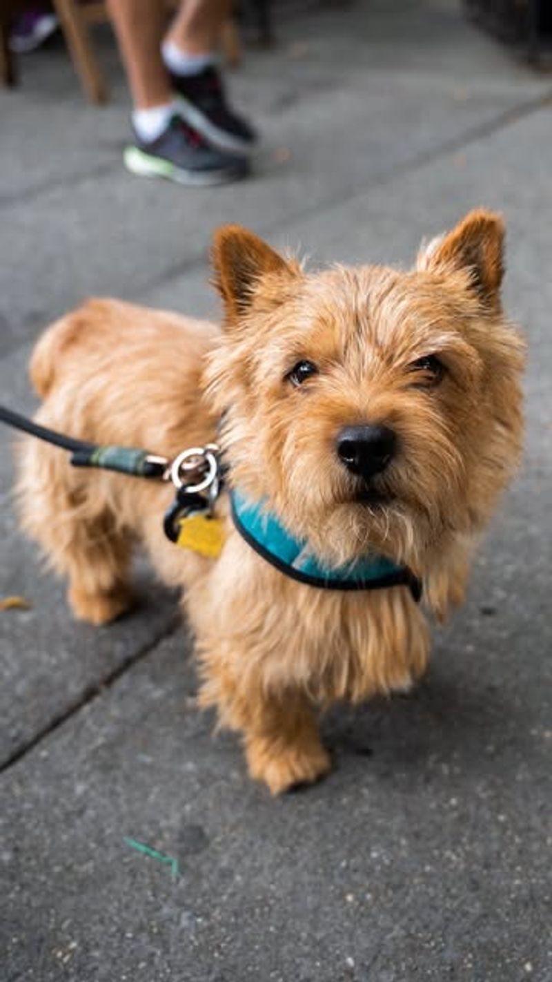 Norwich Terrier