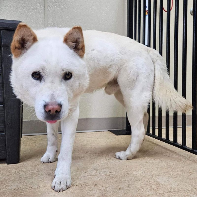Jindo