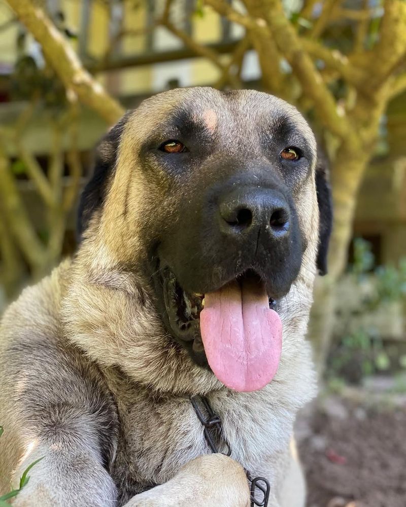 Kangal