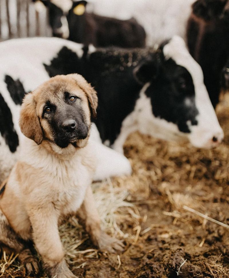 Kangal