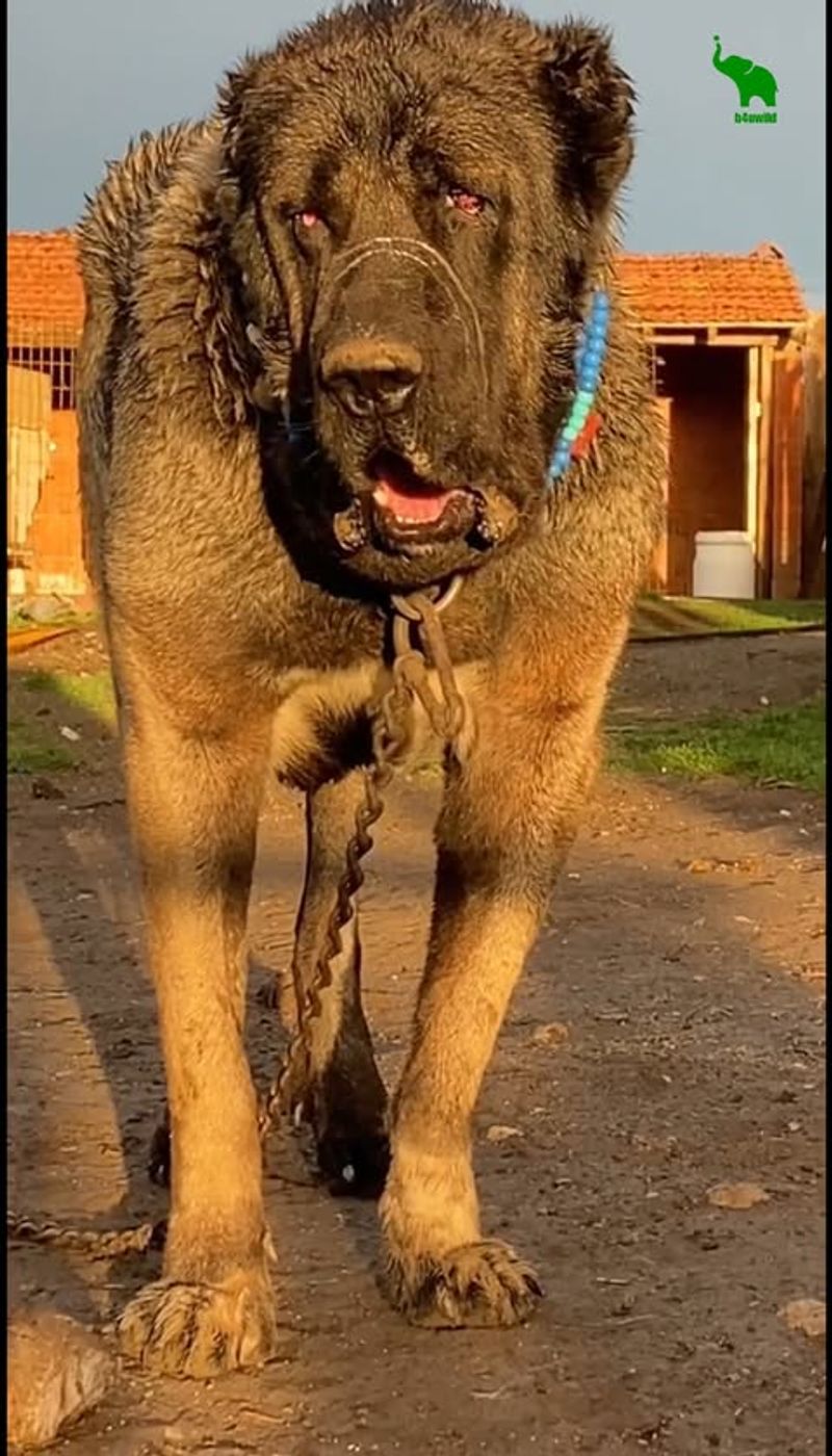 Kangal