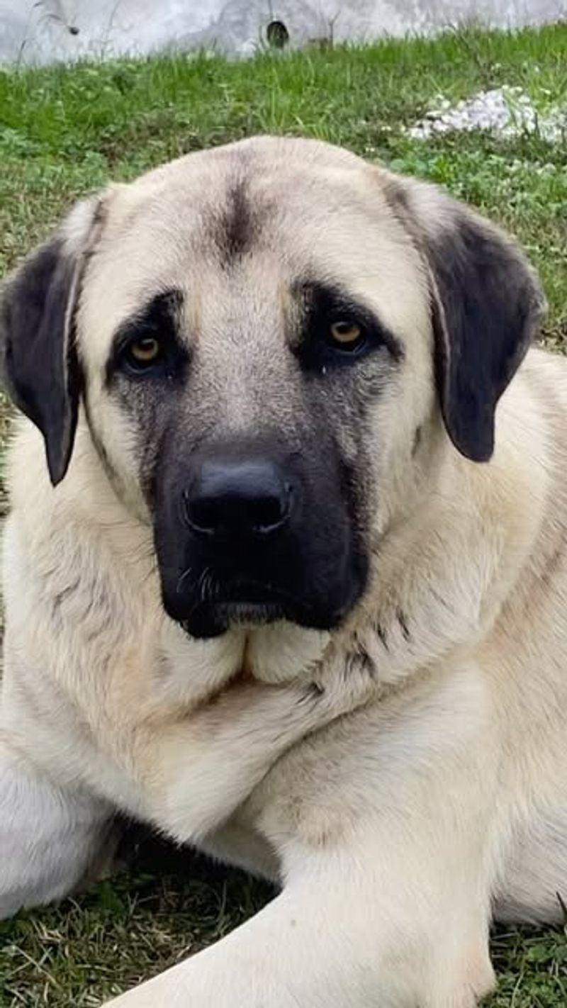 Kangal Shepherd Dog