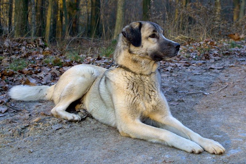 Kangal Shepherd Dog