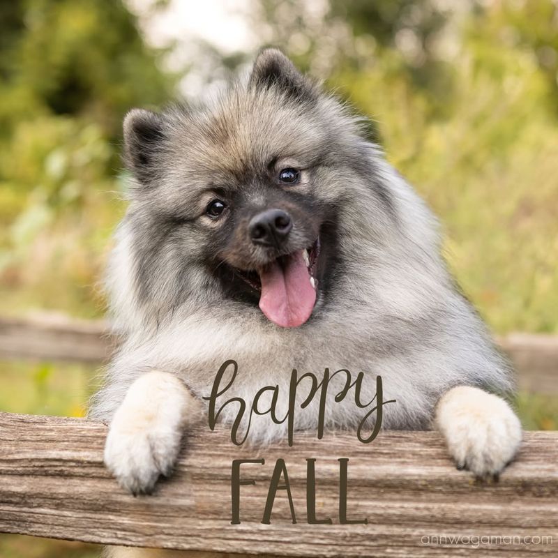 Keeshond