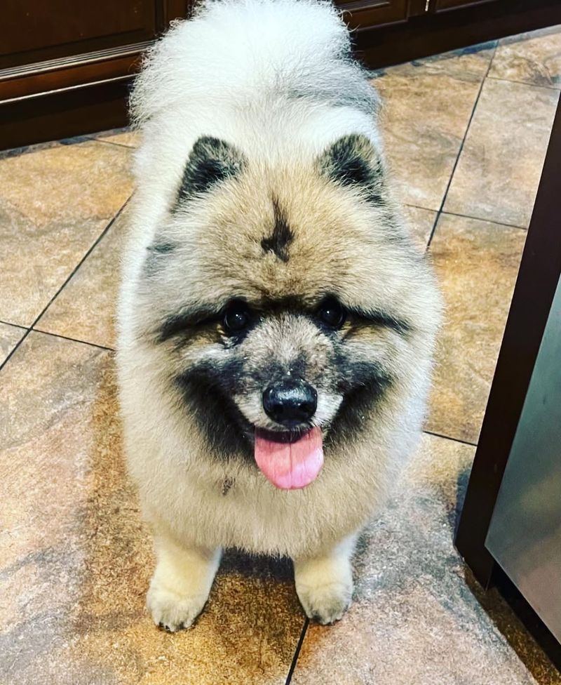 Keeshond