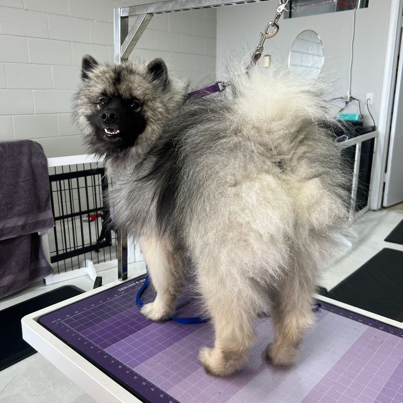 Keeshond