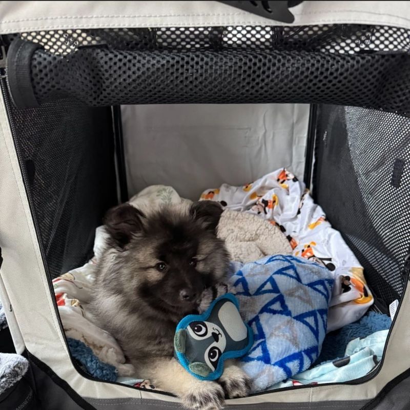 Keeshond