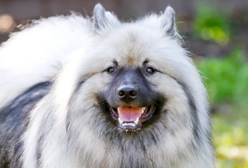 Keeshond