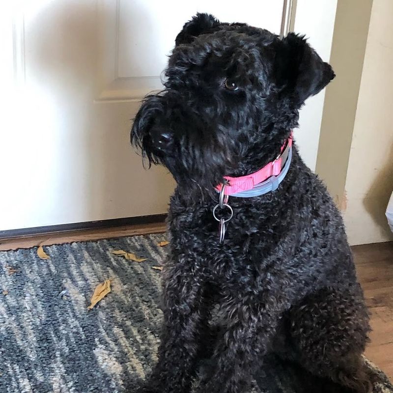 Kerry Blue Terrier