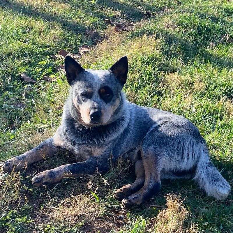 Key Traits That Define the Blue Heeler