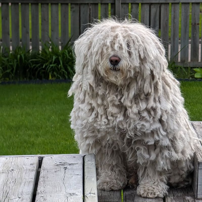 Komondor