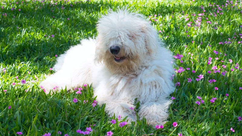 Komondor