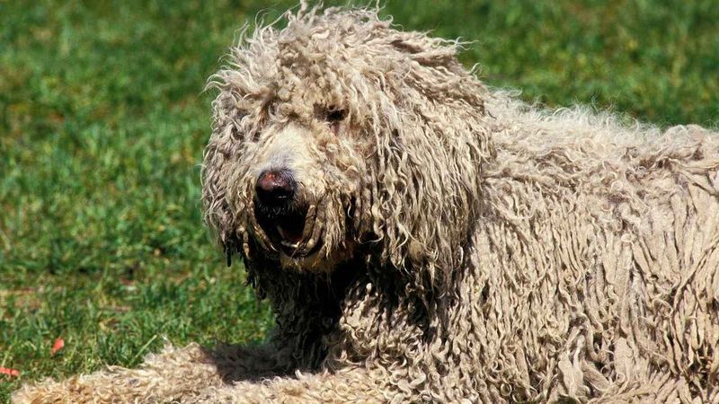 Komondor