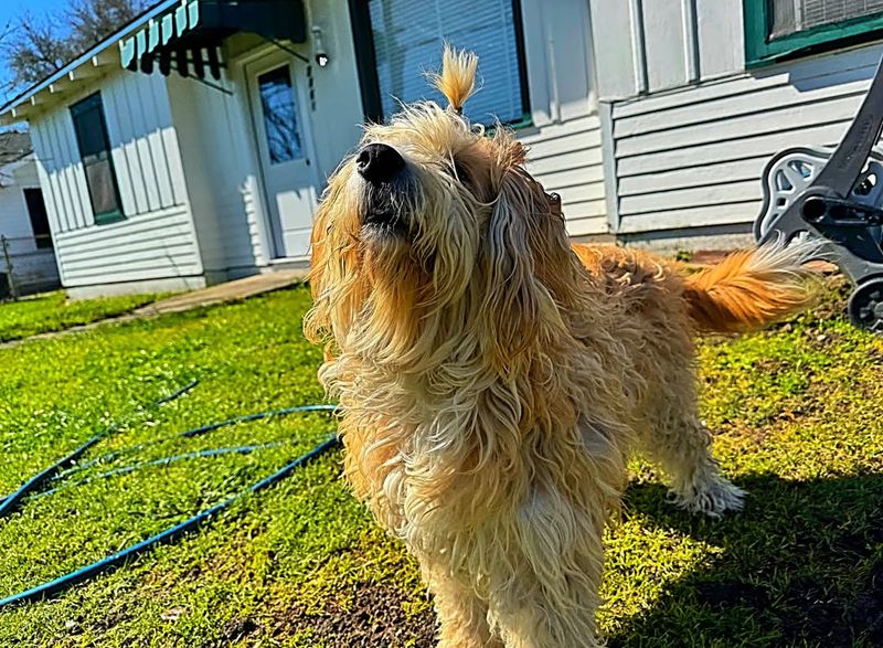 Komondor