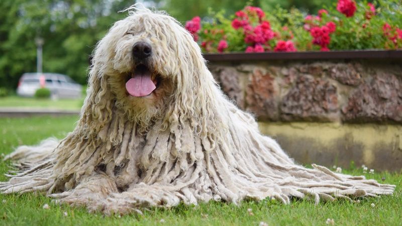 Komondor