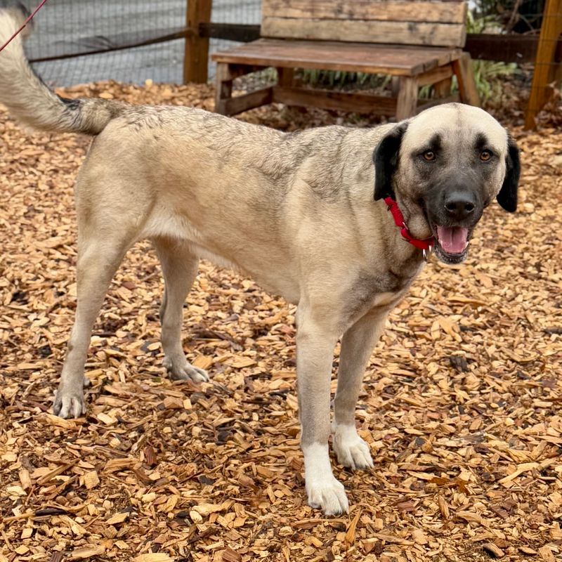 Anatolian Shepherd