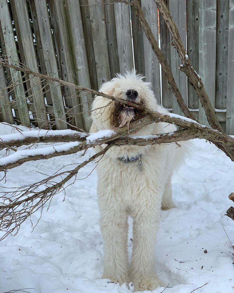 Komondor