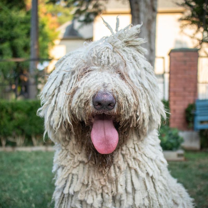 Komondor