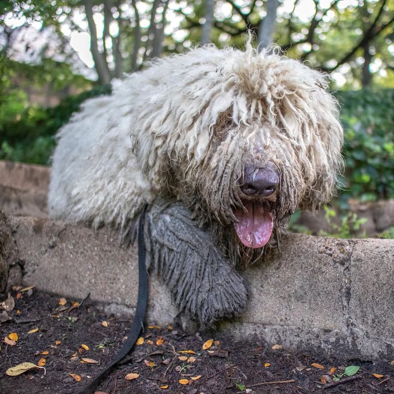 Komondor