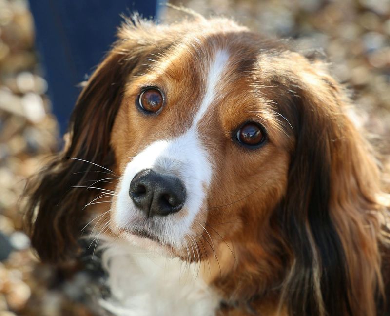 Kooikerhondje