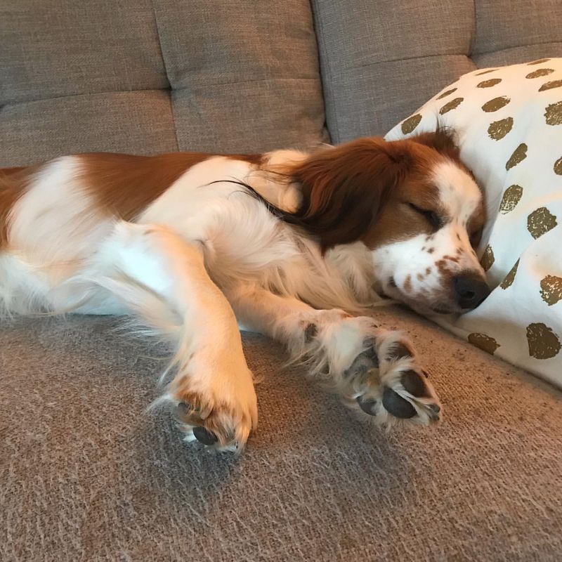 Kooikerhondje