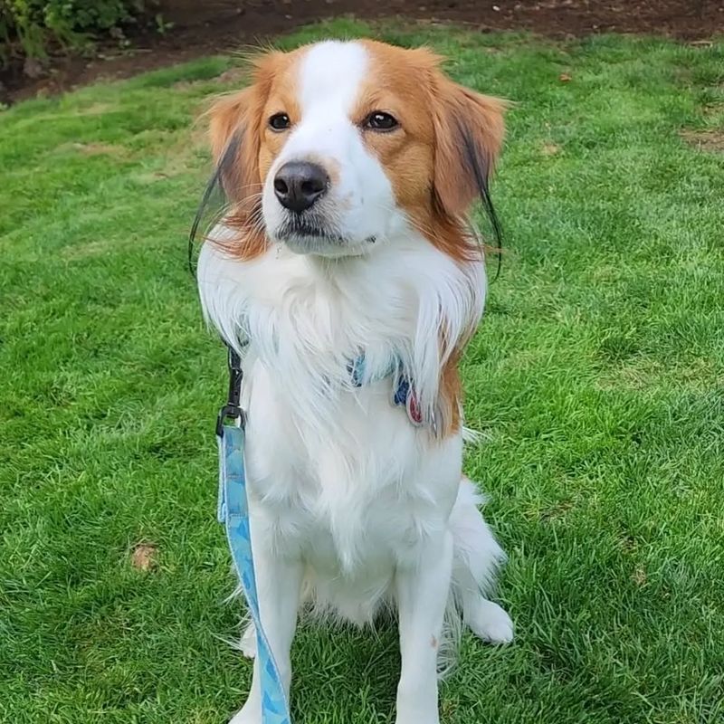 Kooikerhondje