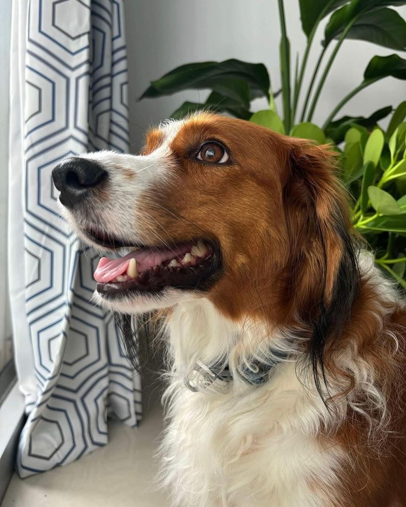 Kooikerhondje