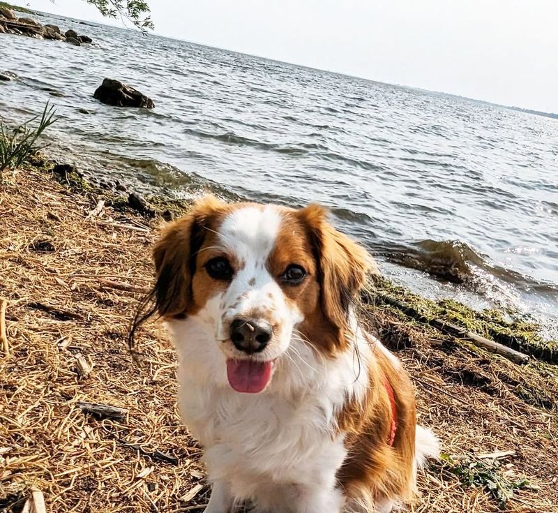 Kooikerhondje