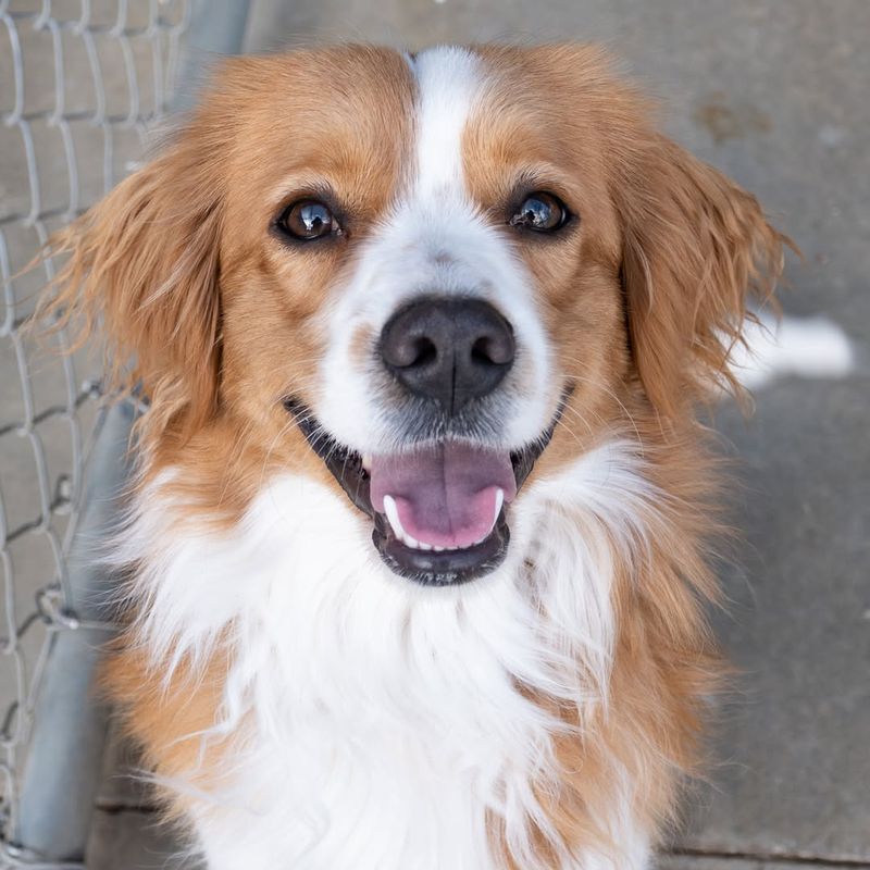 Kooikerhondje Petite