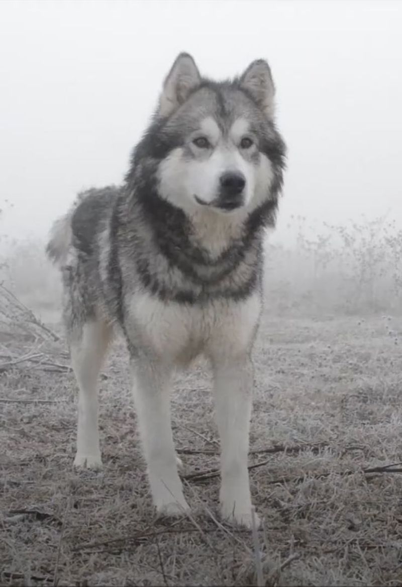 Kugsha Dog