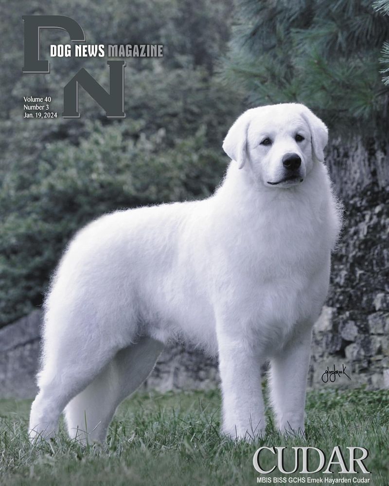 Kuvasz