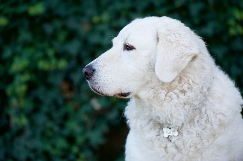 Kuvasz