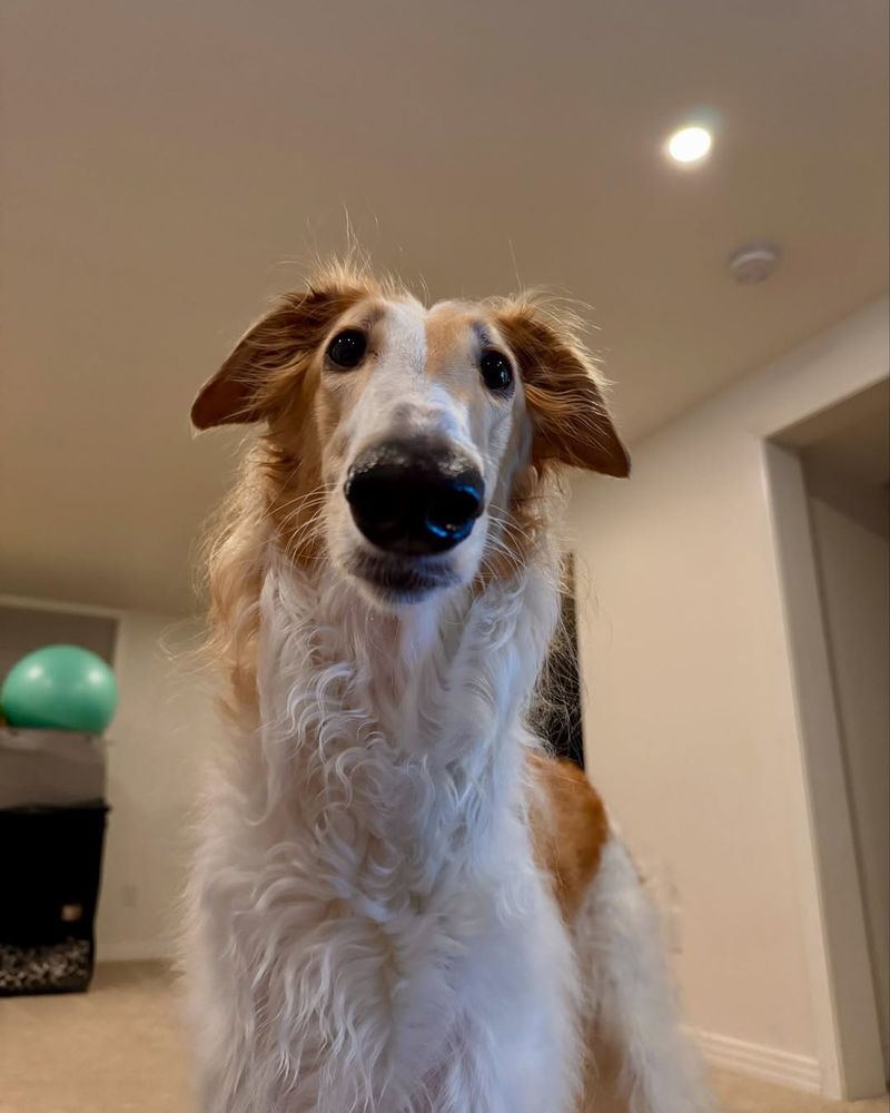 Borzoi