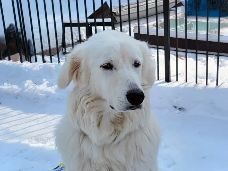 Kuvasz