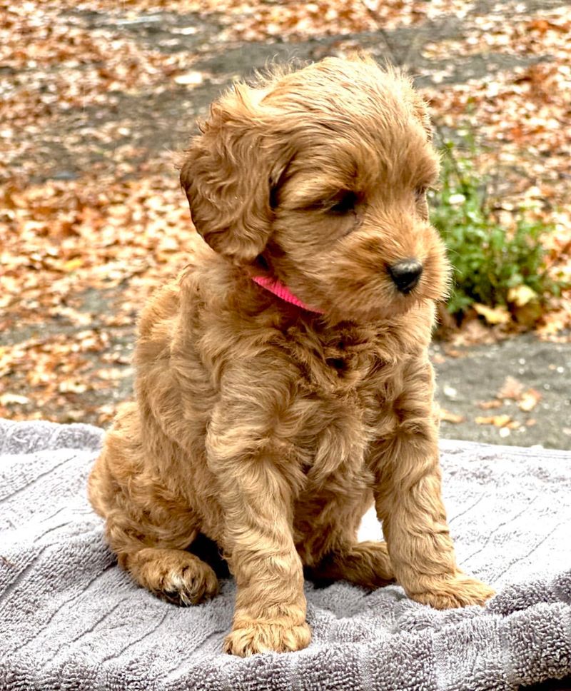 Labradoodle