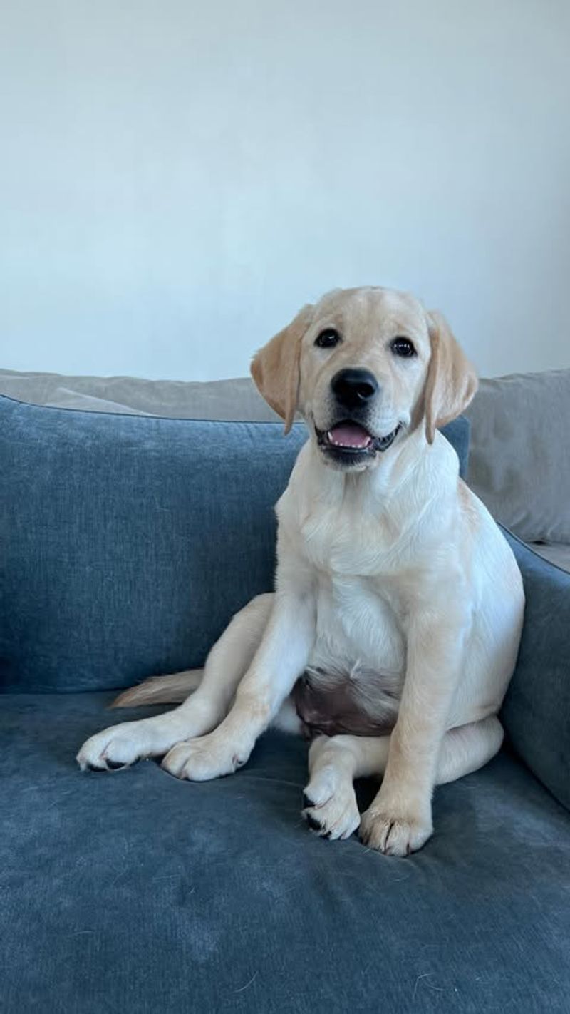 Labrador Retriever