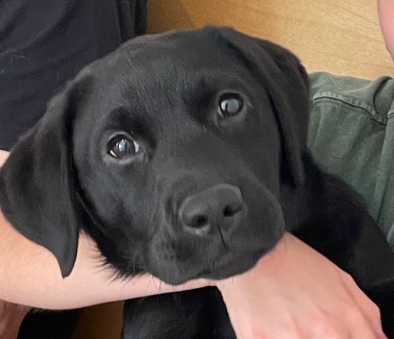 Labrador Retriever